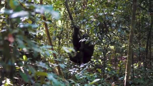 Chimpanzé Debout Devant Nous Forêt Kibale Ouganda — Video