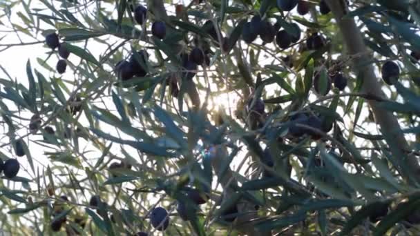 Olive Huile Olives Frais Italien Nourriture Sain Naturel Plante Culture — Video