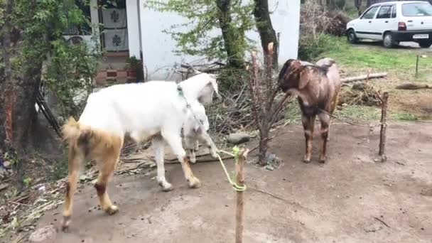 Goat Tied Walking Goat Kid Dances Watches Cam — Video Stock