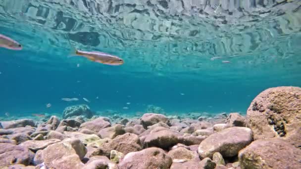 鱼在非常清澈透明的浅水中缓慢地游动 成群结队的小鱼在南欧马其顿奥赫里德湖底部的各个方向游动 从岩底开枪 — 图库视频影像