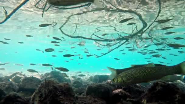 Fish Swimming Very Clear Transparent Shallow Water Swarm Minnows Moving — Video