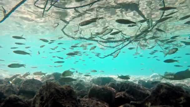 Fish Swimming Very Clear Transparent Shallow Water Swarm Minnows Moving — Wideo stockowe