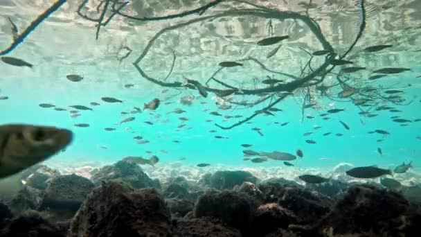 Fish Swimming Very Clear Transparent Shallow Water Swarm Minnows Moving — Stok video