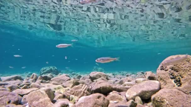 Fish Slowly Swimming Very Clear Transparent Shallow Water Minnows Moving — Vídeos de Stock