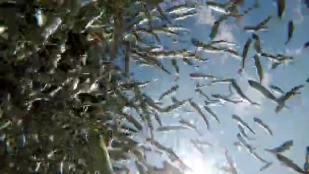 Fish Swimming Very Clear Transparent Shallow Water Swarm Minnows Moving — Vídeo de stock