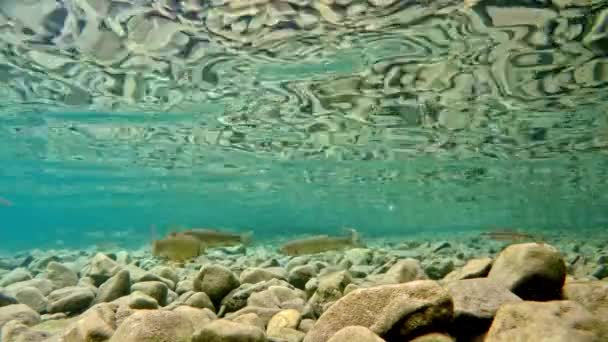 Fish Swimming Very Clear Transparent Shallow Water Swarm Minnows Moving — Stock Video