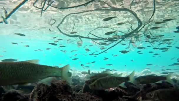 Fish Swimming Very Clear Transparent Shallow Water Swarm Minnows Moving — Stok video