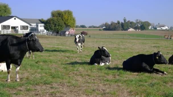 Amish Çiftlik Alanları Güneşli Bir Günde Zevk Inekler — Stok video