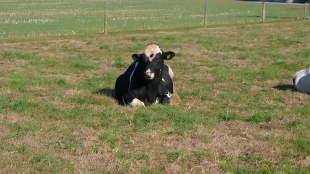 Amish Farm Cows Desfrutando Dia Ensolarado Nos Campos — Vídeo de Stock
