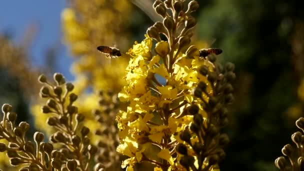 African Honey Bees Hover Yellow Flowers Close Slow Motion — Stockvideo