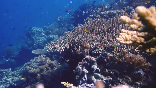 Looks Aquarium Shot Reef Raja Ampat Camera Tripod Fish Inhabitate — Video Stock