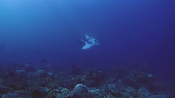 Oceanic Manta Ray Meters Big Swimming Next Coral Reef Blue — Stockvideo