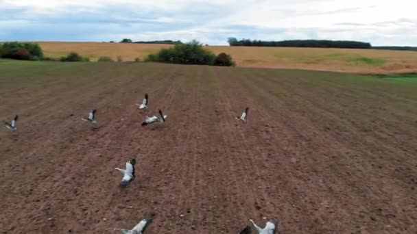 Large Group Common Cranes Starting Taking Rural Field Migration Flight — Vídeo de Stock