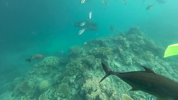 Snorkeling Fish Australian Wrasse Great Barrier Reef Feeding Time — Video