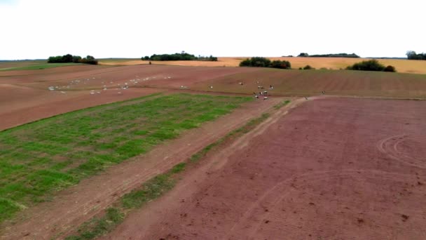 Grande Grupo Guindastes Comuns Começando Decolando Campo Rural Para Voo — Vídeo de Stock