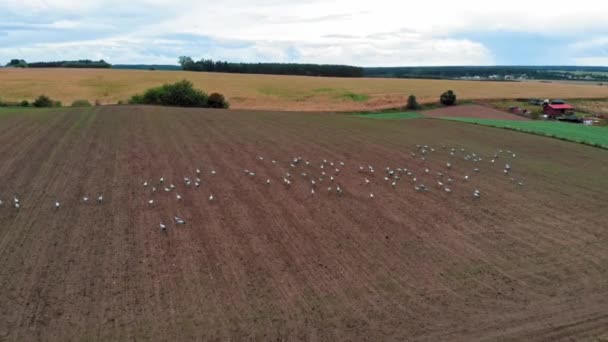 Large Group Common Cranes Starting Taking Rural Field Migration Flight — Videoclip de stoc