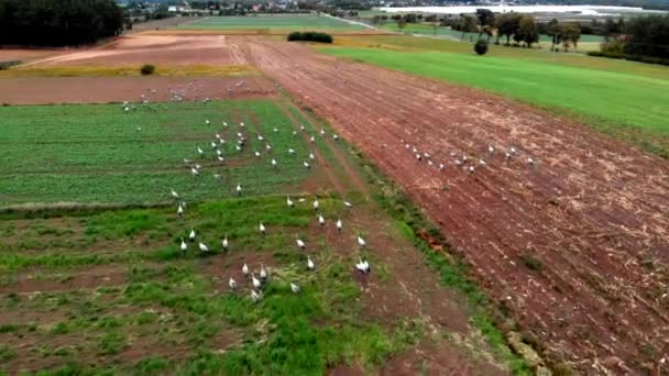 Grande Grupo Guindastes Comuns Começando Decolando Campo Rural Para Voo — Vídeo de Stock