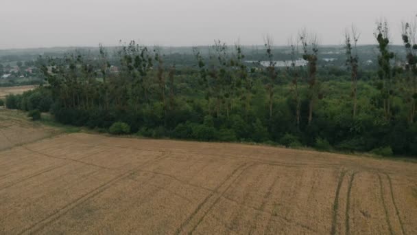 View Forest Field Kolbudy Kaszubia Pomorskie Poland — Stockvideo