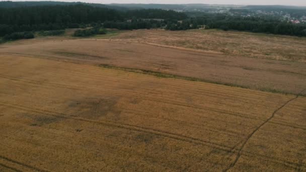 View Forest Field Kolbudy Kaszubia Pomorskie Poland — Stockvideo