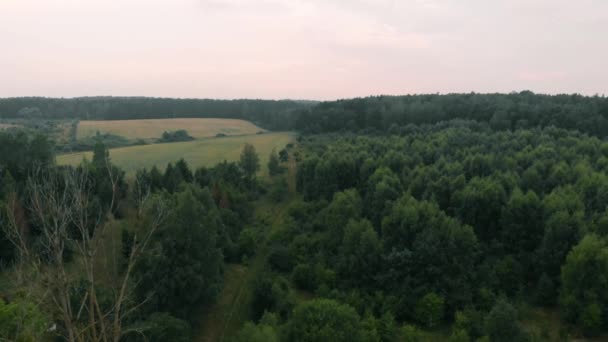 View Forest Field Kolbudy Kaszubia Pomorskie Poland — Stock video