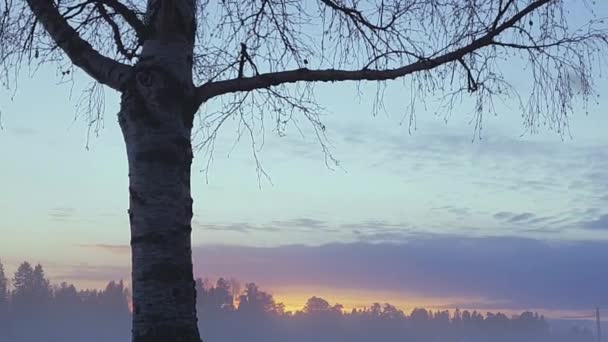 Dramático Lapso Tempo Árvore Solitária Céu Melancólico Sensação Depressão Desesperança — Vídeo de Stock