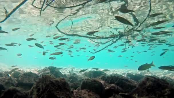 Fish Swimming Very Clear Transparent Shallow Water Swarm Minnows Moving — Stock Video