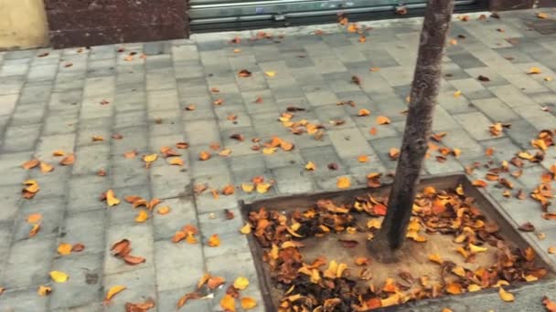 Panning Tiro Tronco Árvore Folhas Falled Uma Rua Pedestre Desolada — Vídeo de Stock