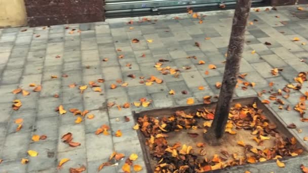 Panorámica Tronco Árbol Hojas Caídas Una Calle Peatonal Desolada Otoño — Vídeos de Stock