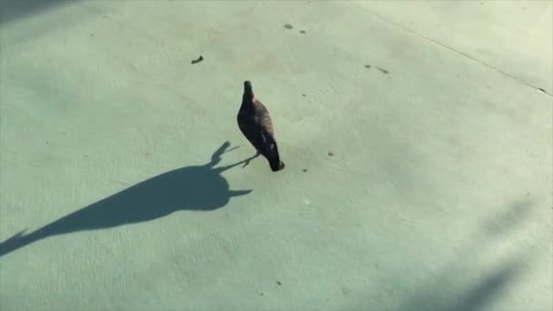 ゆっくりとした動きの後ろから続く長い影とコンクリートの床に円を実行して鳩 — ストック動画