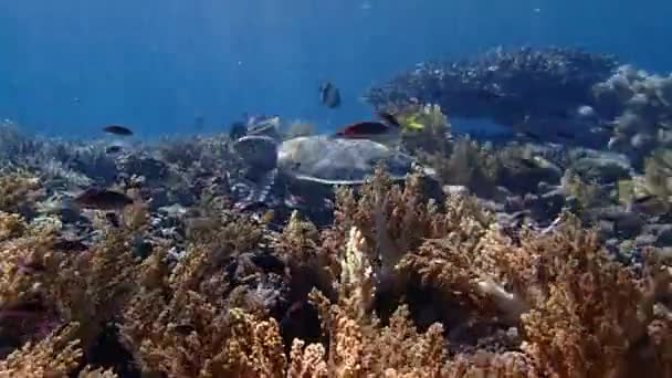 Video Sköldpadda Som Äter Några Koraller Grunt Vatten Indonesien Näringsrikt — Stockvideo