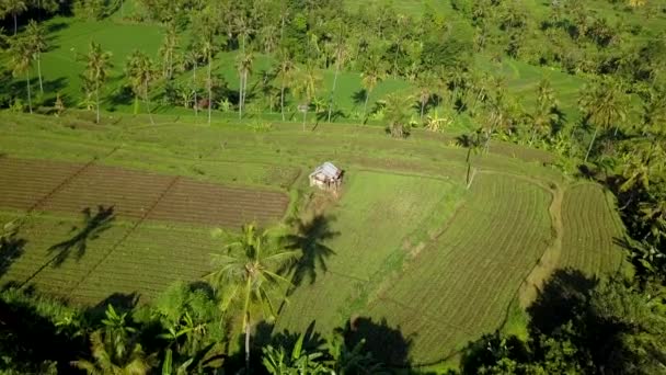 Des Images Aériennes Des Rizières Bali — Video