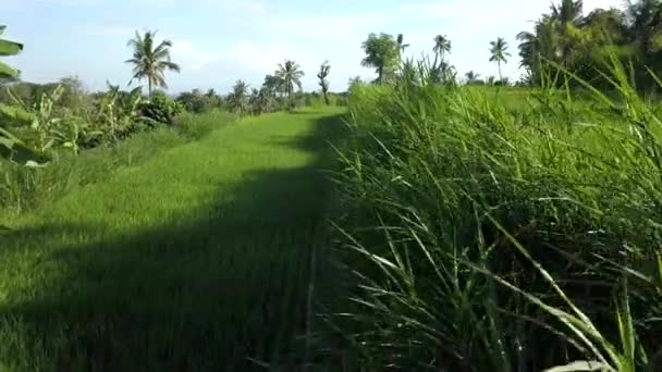 Green View Bali Rice Fields — Stock video