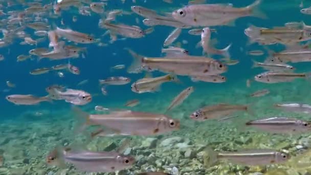 Swarm Small Fish Swimming Shallow Water All Directions Macedonian Lake — Video