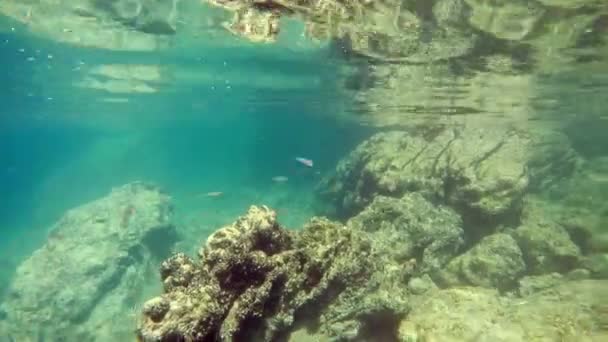 Ohrid Lake Bottom Fish Rocks Very Clear Transparent Water Surface — Stock video