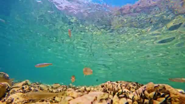 Fish Swimming Bottom Ohrid Lake Macedonia — 비디오