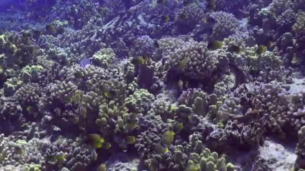 School Juvenile Reef Fish — Vídeo de stock