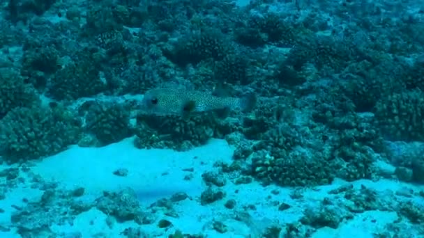 Spotted Porcupinefish Deep Hawaii — Stok video