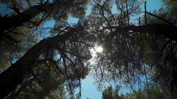 Pine Treetops Trunks Sun Shining Branches Cones Seen Including Blue — 图库视频影像