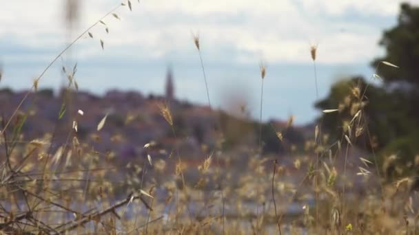 Blurred Coastal Mediterranean City Tower Dry Yellow Grass Waving Wind — Vídeo de stock