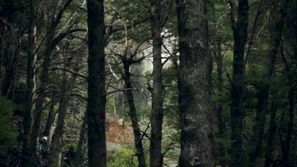 Waterfall Forest South Chile — Stock videók