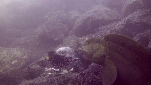 Wolf Eels Share Urchin — Stock videók