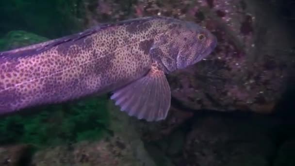 Large Ling Cod Emerald Sea — Video Stock