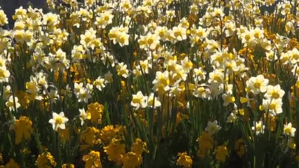 Daffodils Gently Wave Breeze — Stockvideo