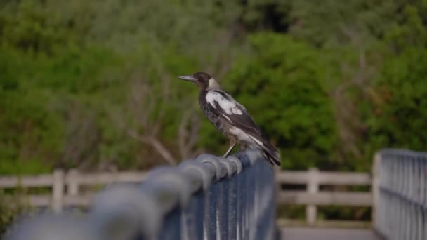 Magpies Sitting Fence Railing — Stock video