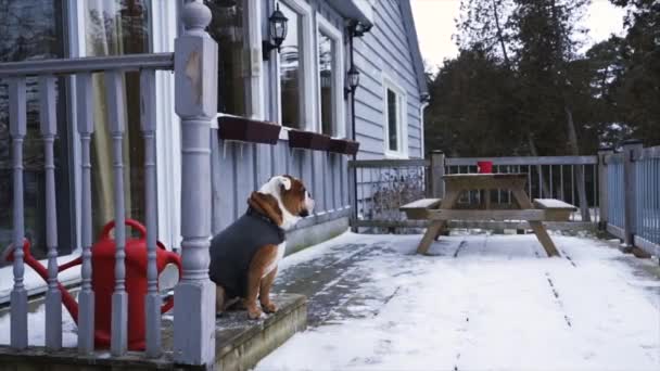 Panning Shot English Bulldog Wearing Jacket Cold Day Begging Let — 图库视频影像