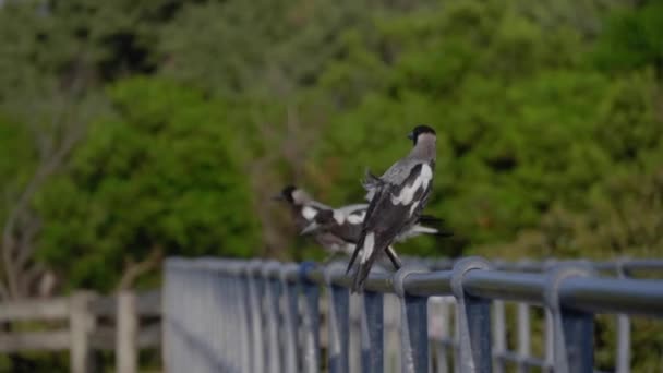 Magpies Railing Fly Away — ストック動画