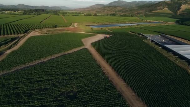 Chilean Vineyard Tranque Aerial View Footages — Vídeo de stock