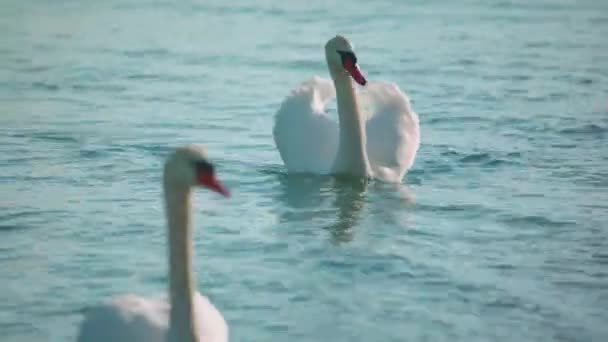 Two Swans Swimming Cold Lake One Stands Looks Screen — Stockvideo