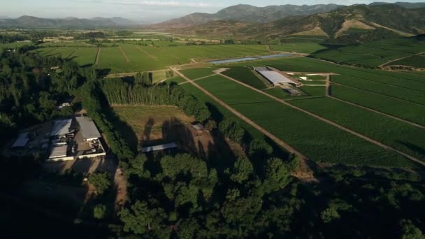 Chilean Vineyard Tranque Aerial View Footages — Stockvideo