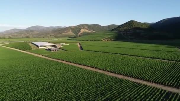 Chilean Vineyard Tranque Aerial View Footages — Stock Video